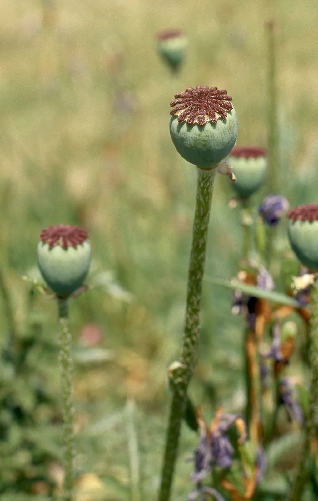 Oriental Poppy (Papaver Orientale) — These striking blooms boast vibrant colors; blooms appear in late spring to early summer, image 60