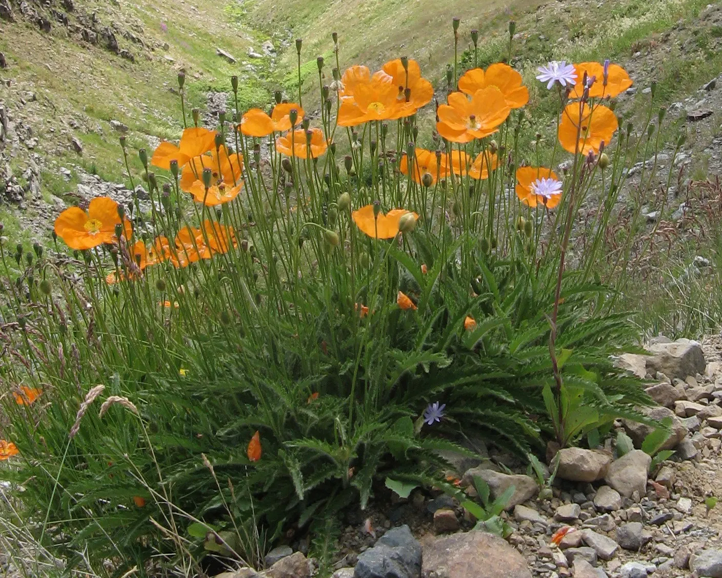 Oriental Poppy (Papaver Orientale) — <br><br>Reaching a stately height of 2 to 4 feet and a spread of 1.5 to 2 feet; these striking blooms boast vibrant colors
