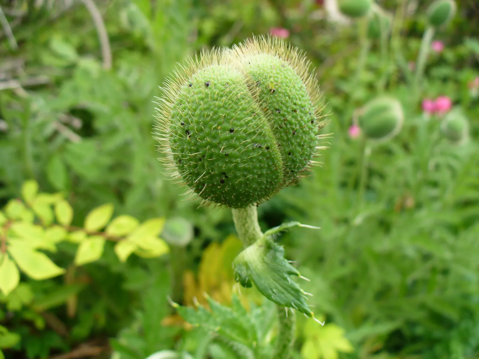 Oriental Poppy (Papaver Orientale) — making it suitable for xeriscape landscapes; with vibrant hues of red to orange and a striking dark center, image 86