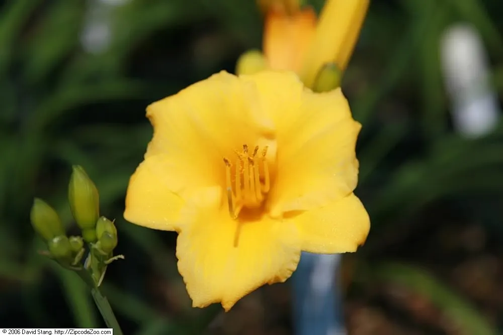 Stella De Oro Daylily (Hemerocallis 'Stella De Oro') — It requires full sun to partial shade exposure