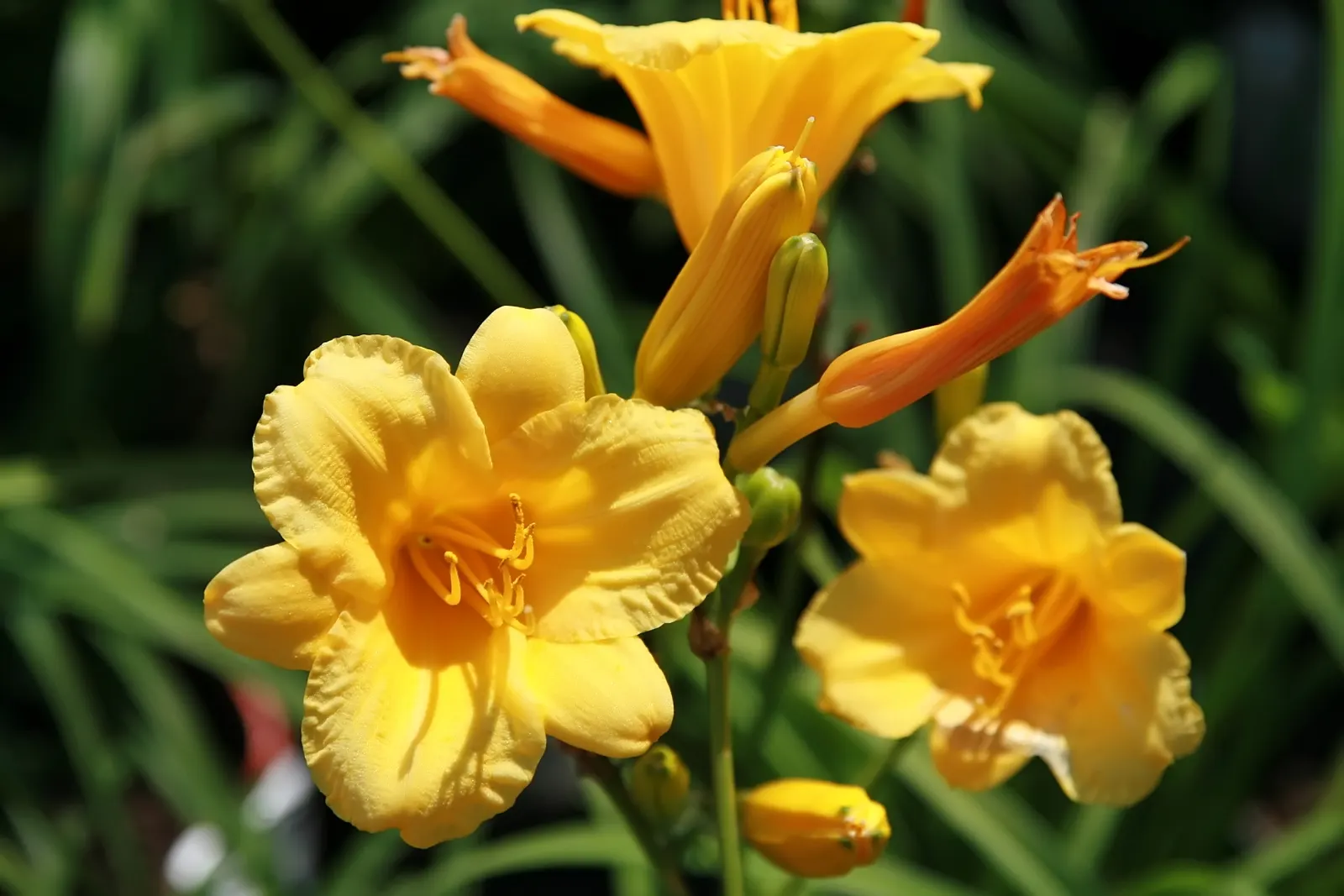 Stella De Oro Daylily (Hemerocallis 'Stella De Oro') — long-lasting blooms and low maintenance requirements