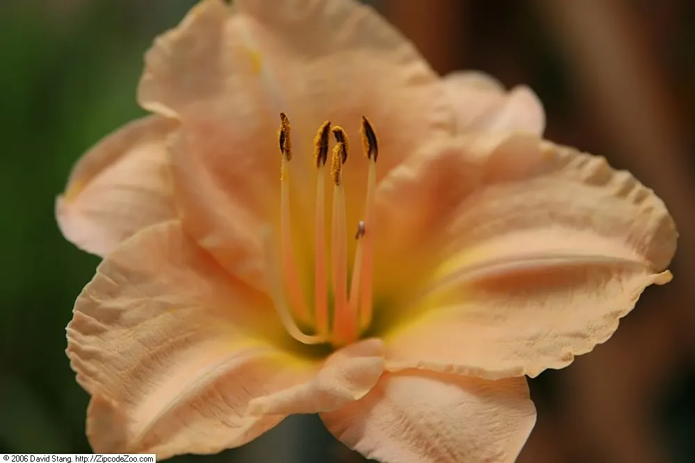 Stella De Oro Daylily (Hemerocallis 'Stella De Oro') — which may imply a purple hue