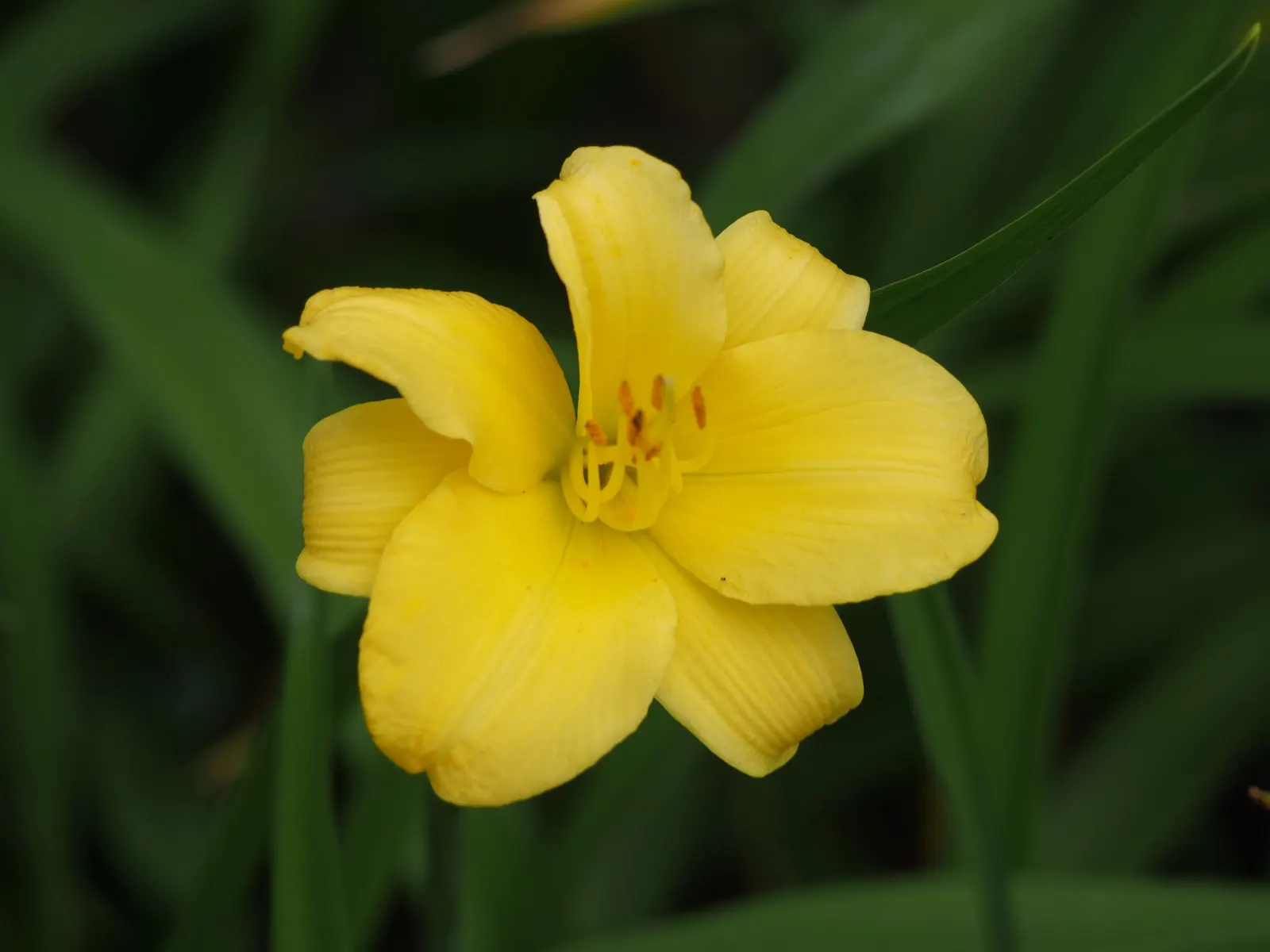 Stella De Oro Daylily (Hemerocallis 'Stella De Oro') — ensuring a consistent display of color.<br><br>Hardy in USDA zones 3 through 9