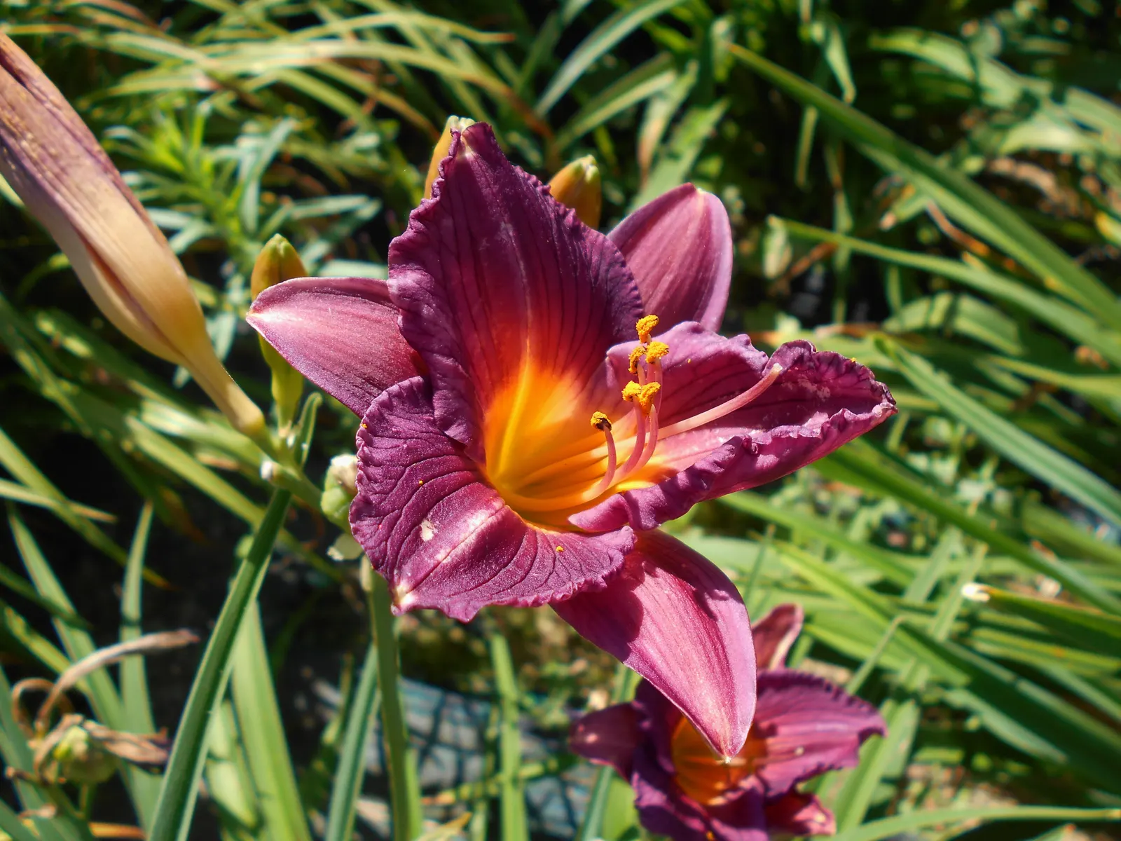 Stella De Oro Daylily (Hemerocallis 'Stella De Oro') — It is the most popular daylily variant