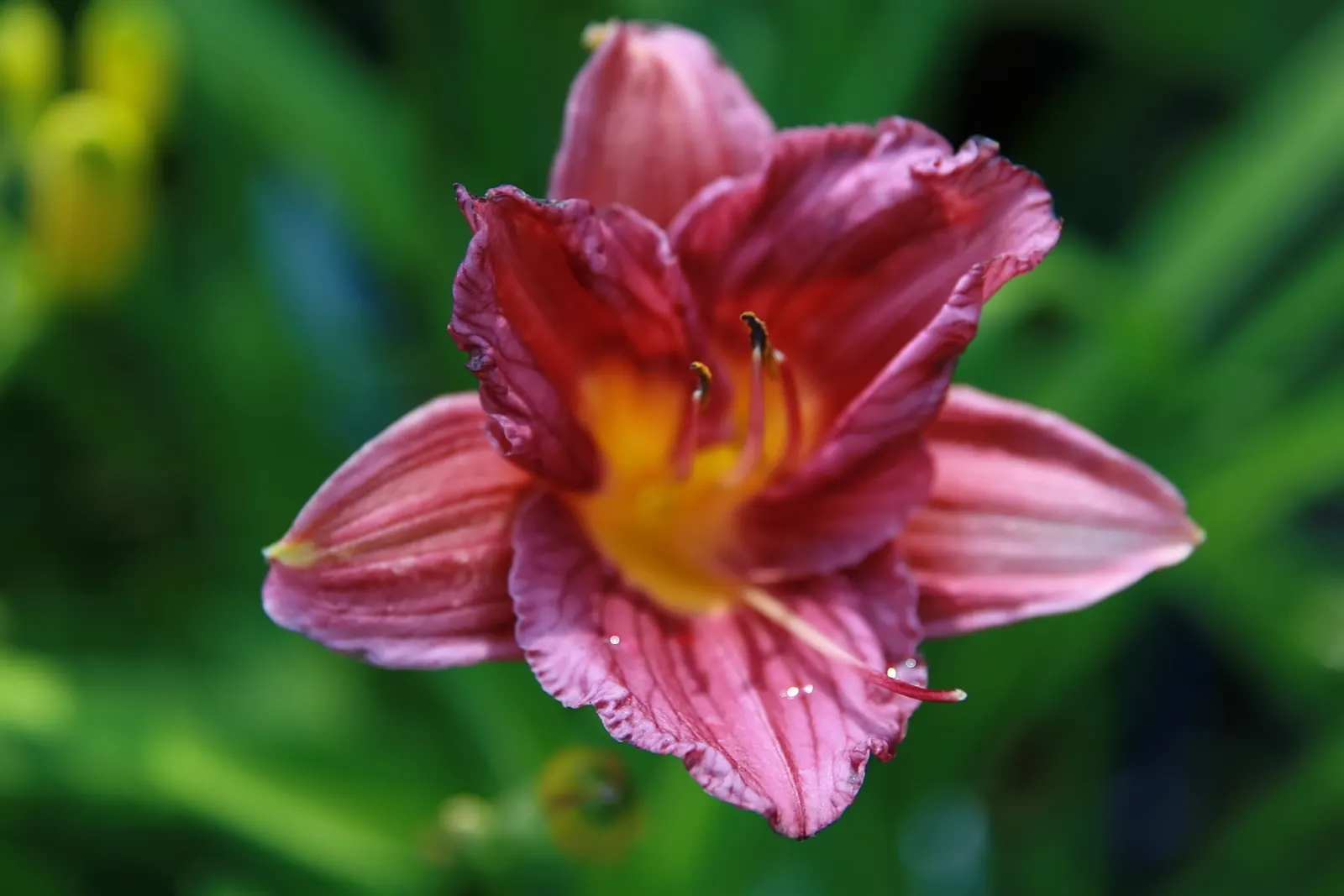 Stella De Oro Daylily (Hemerocallis 'Stella De Oro') — making it ideal for borders or mass plantings