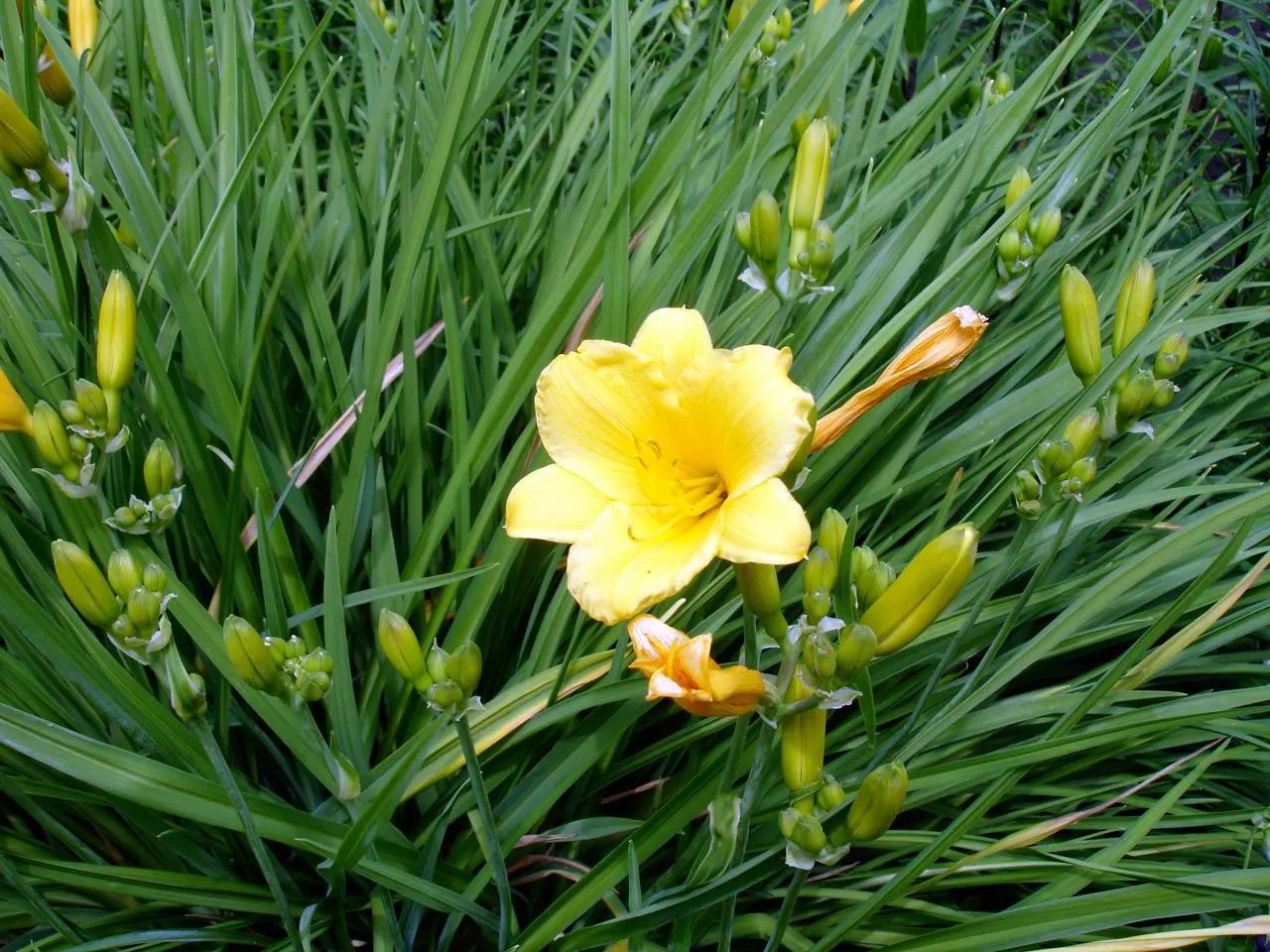 Stella De Oro Daylily (Hemerocallis 'Stella De Oro') — It boasts a lengthy blooming period from early summer to frost