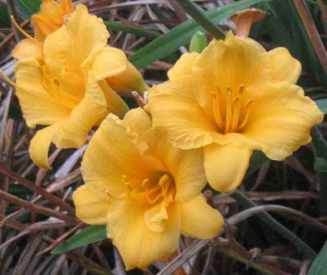 Stella De Oro Daylily (Hemerocallis 'Stella De Oro') — scientifically referred to as Hemerocallis 'Stella de Oro'