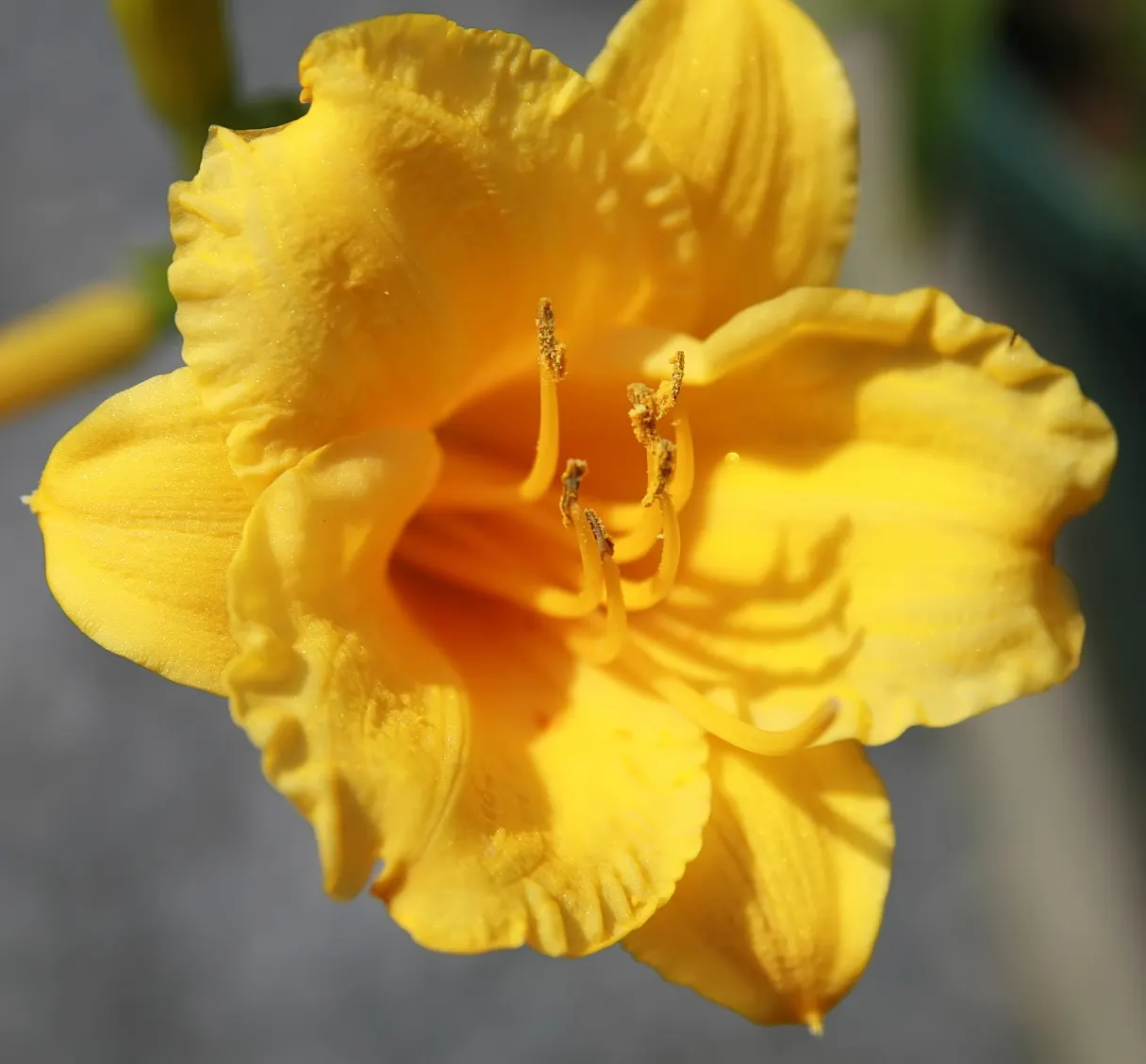 Stella De Oro Daylily (Hemerocallis 'Stella De Oro') — This perennial reaches 12-15 inches in height with a spread of 18-24 inches
