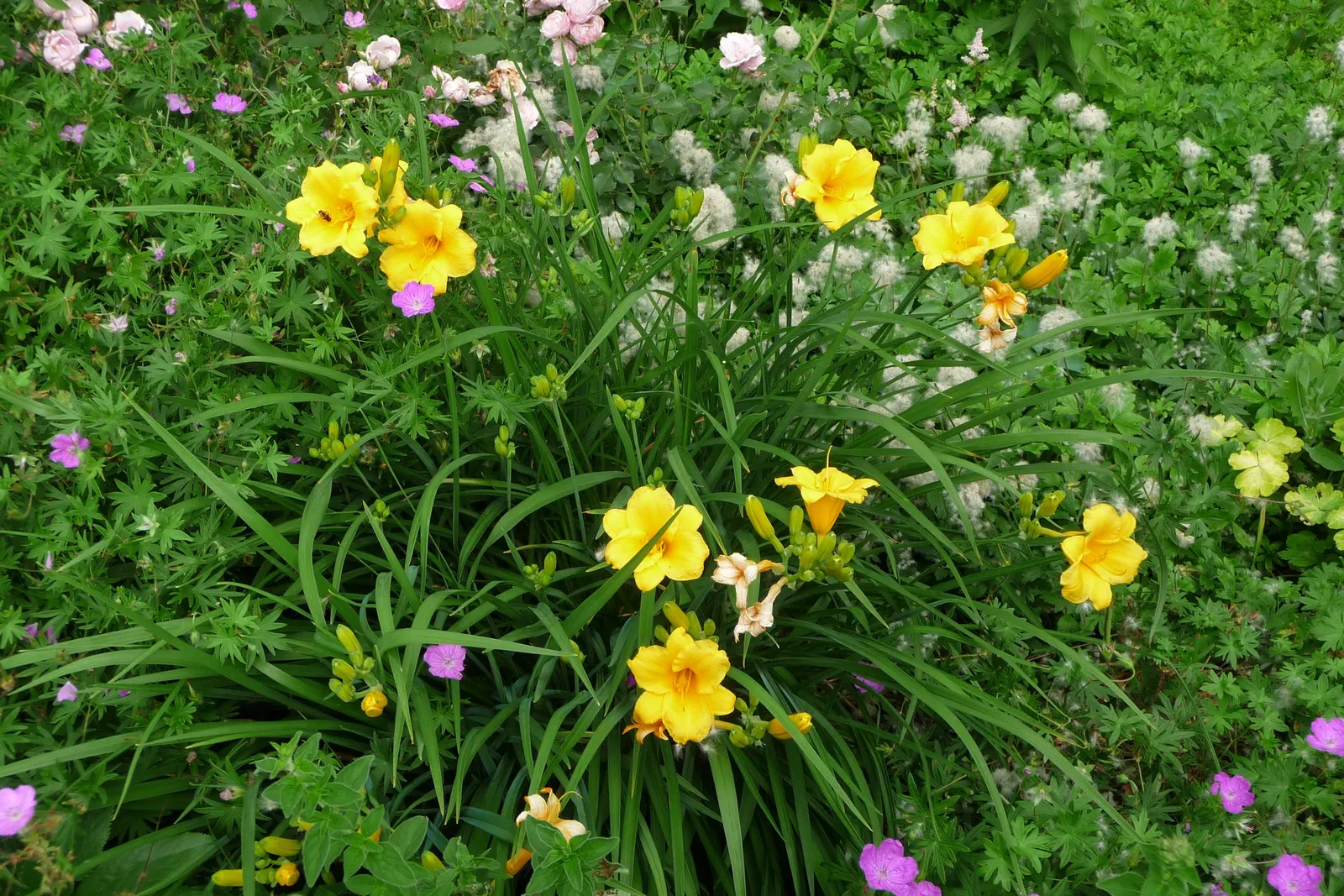 Stella De Oro Daylily (Hemerocallis 'Stella De Oro') — as long as the site offers well-draining soil