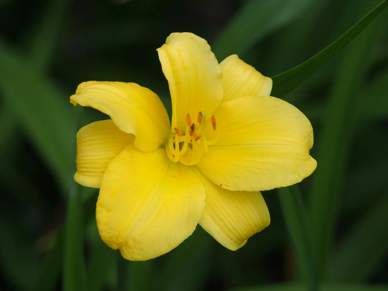 Stella De Oro Daylily (Hemerocallis 'Stella De Oro') — which span approximately 2.75 inches in diameter