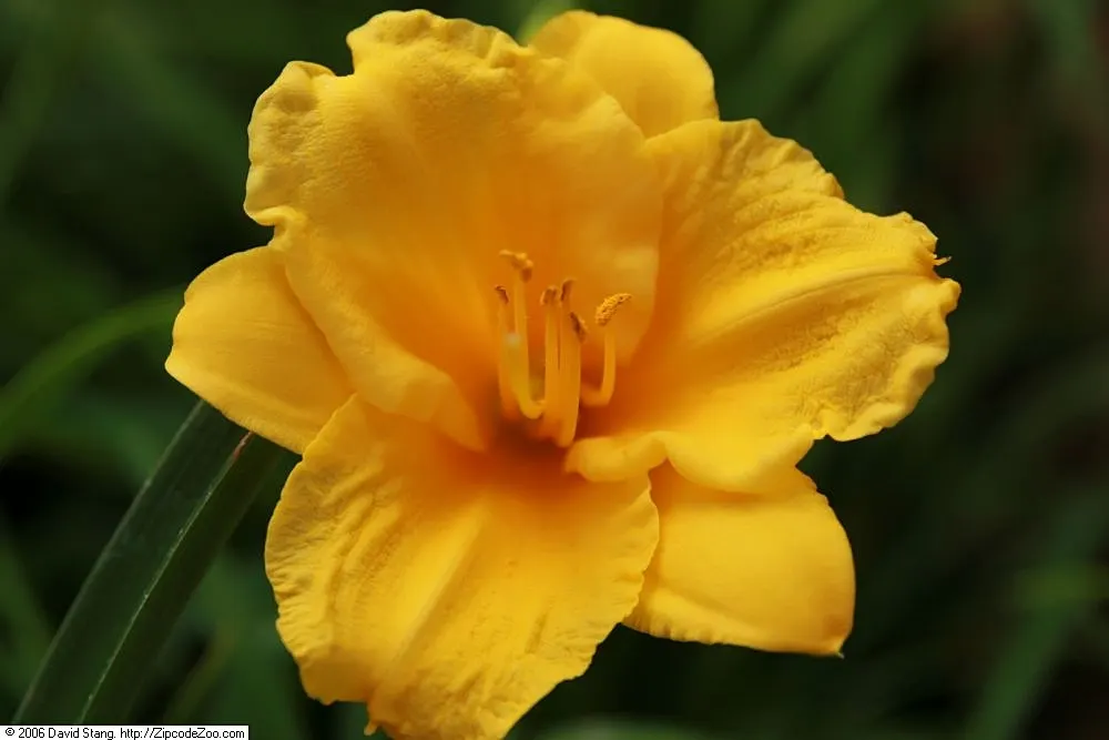 Stella De Oro Daylily (Hemerocallis 'Stella De Oro') — purple trumpet-shaped blossoms