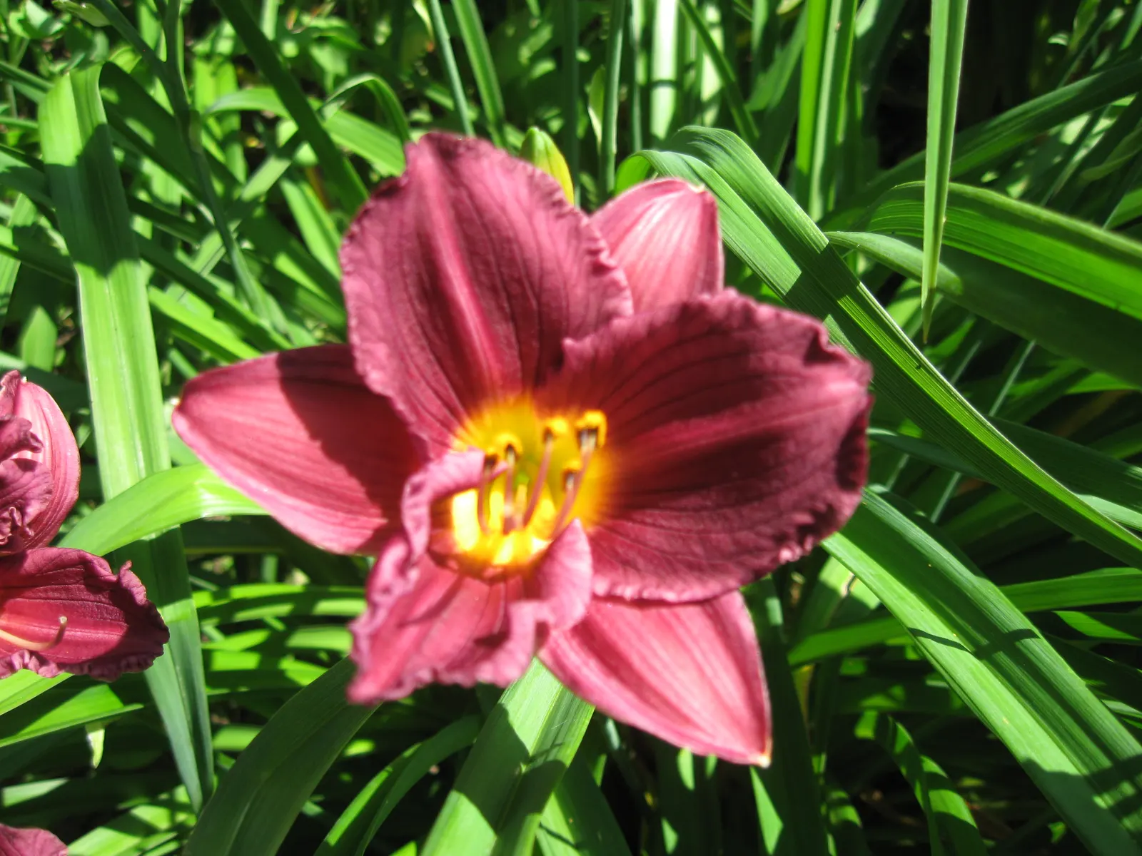 Stella De Oro Daylily (Hemerocallis 'Stella De Oro') — emerge in early to mid-summer and continue to rebloom throughout the season