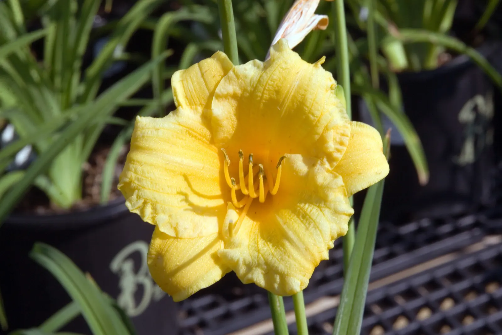 Stella De Oro Daylily (Hemerocallis 'Stella De Oro') — It thrives in USDA Zones 3-9, preferring full sun to partial shade