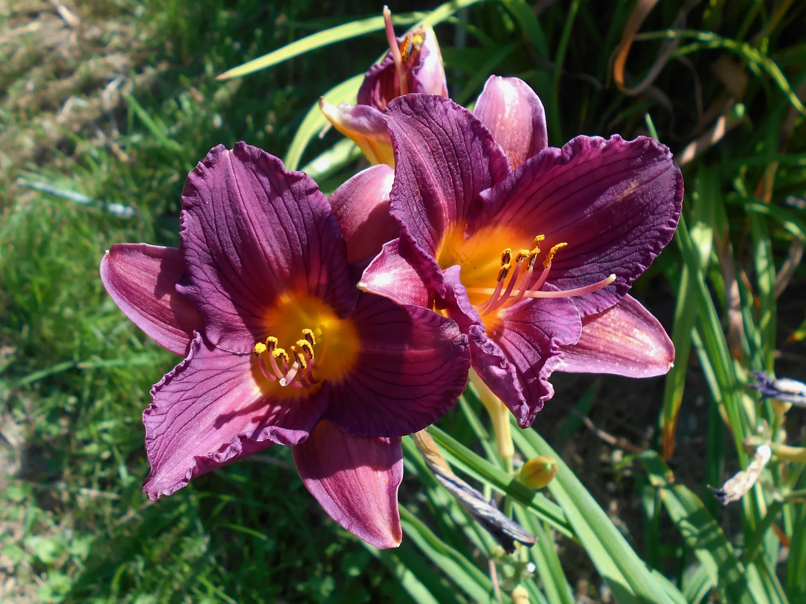 Stella De Oro Daylily (Hemerocallis 'Stella De Oro') — Contrary to the 'Purple de Oro' moniker