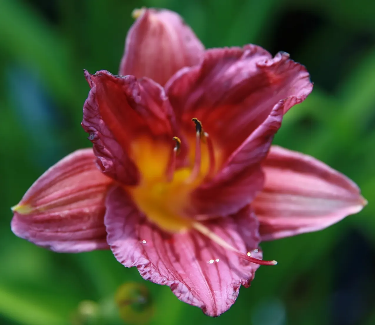 Stella De Oro Daylily (Hemerocallis 'Stella De Oro') — is a perennial favorite among garden enthusiasts and landscape designers alike