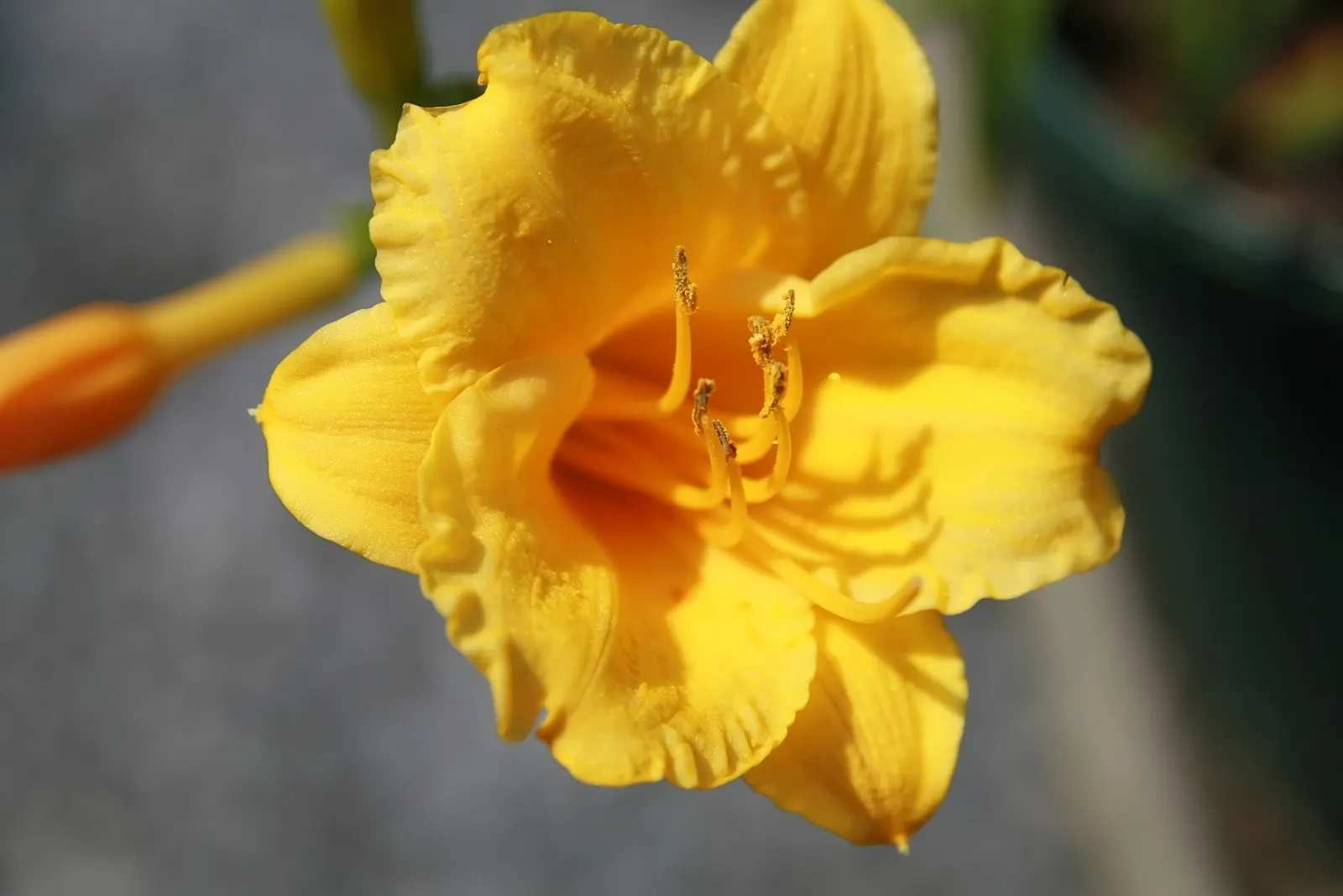 Stella De Oro Daylily (Hemerocallis 'Stella De Oro') — the Stella de Oro actually boasts a rich
