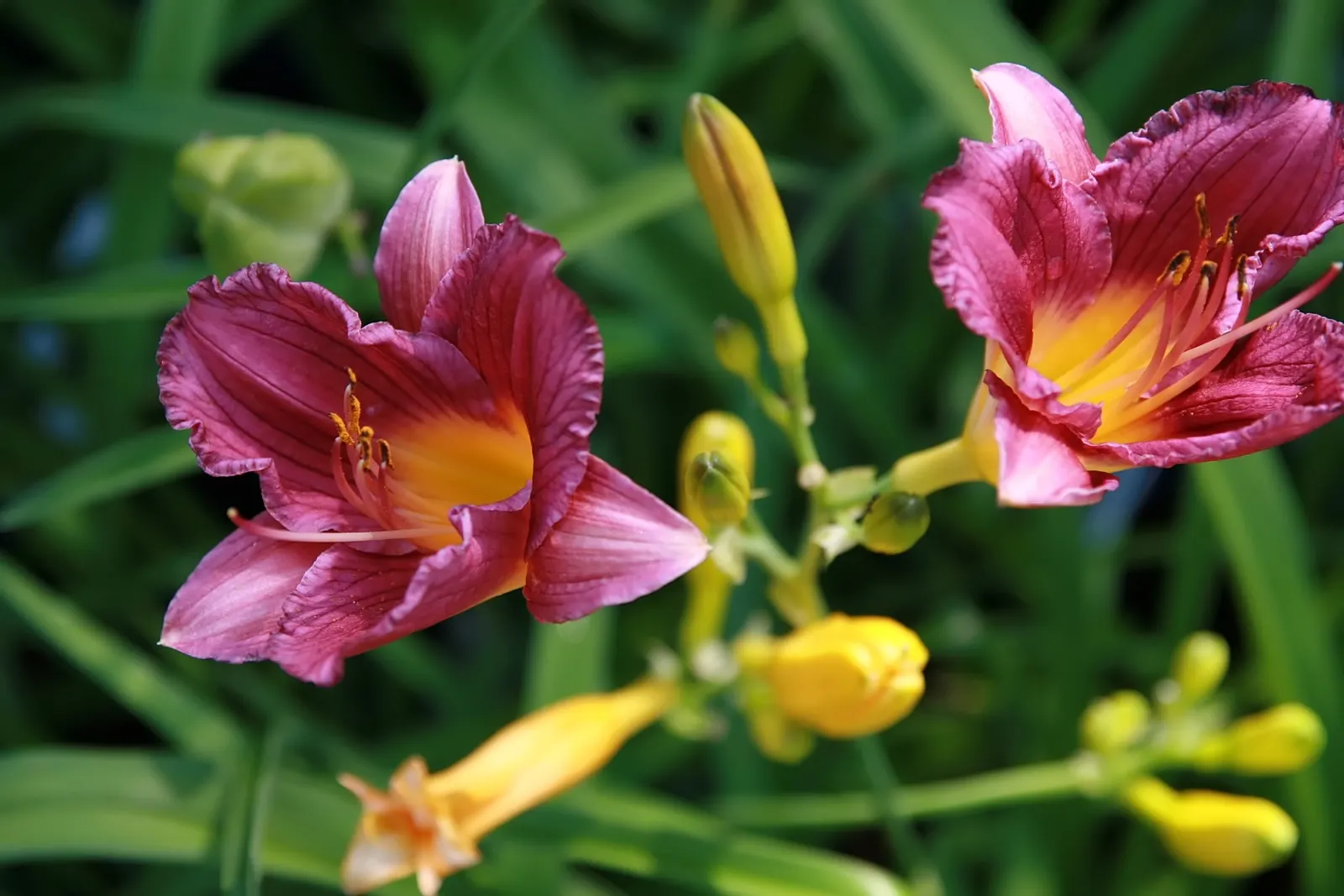 Stella De Oro Daylily (Hemerocallis 'Stella De Oro') — with high disease resistance and low maintenance needs