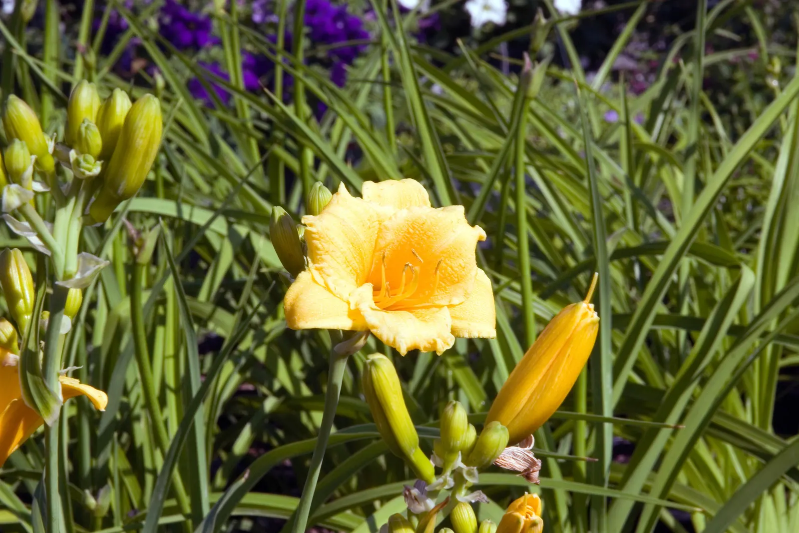 Stella De Oro Daylily (Hemerocallis 'Stella De Oro') — which remains attractive even when the plant is not in bloom