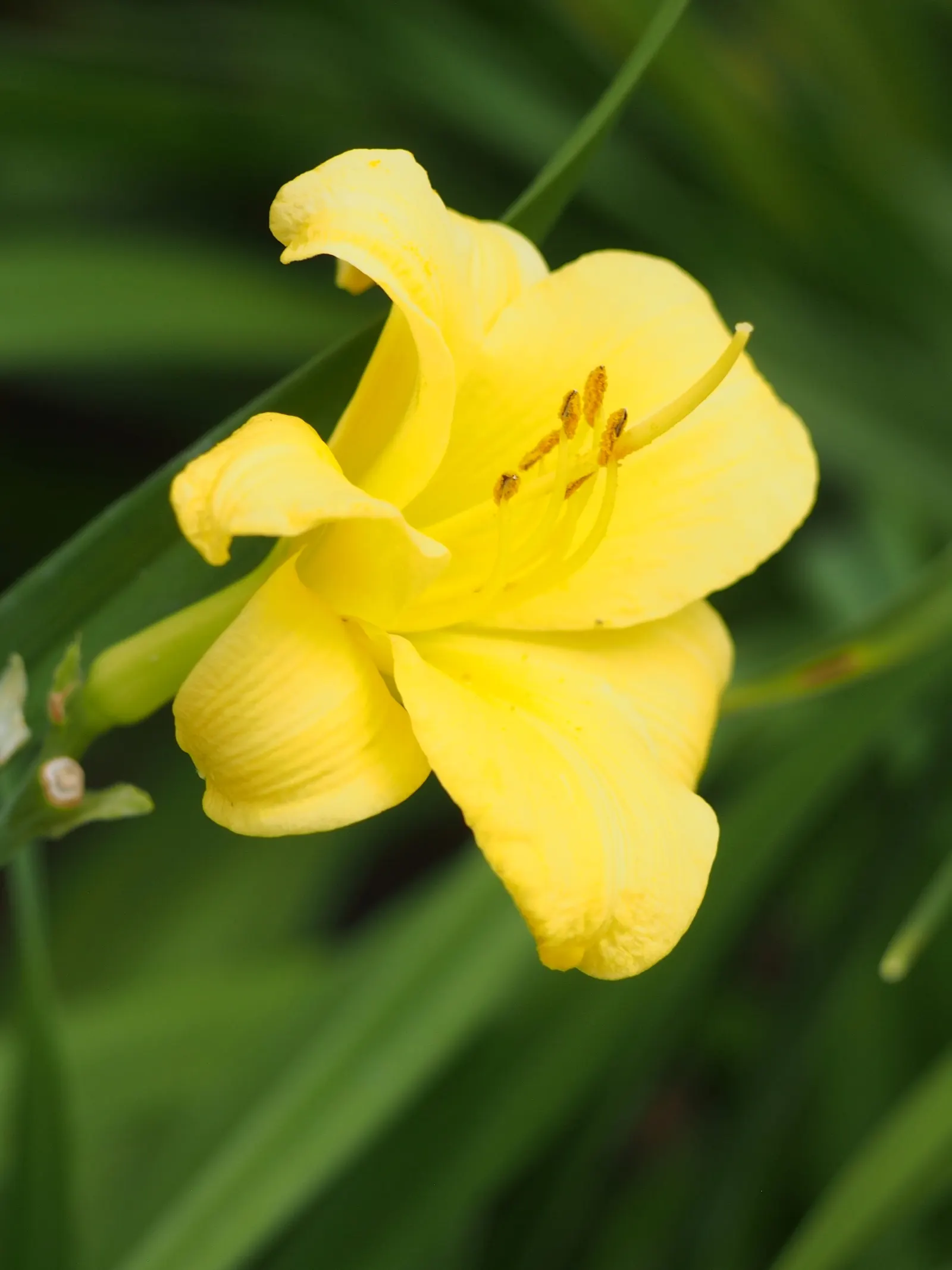 Stella De Oro Daylily (Hemerocallis 'Stella De Oro') — making it an ideal selection for borders or mass plantings
