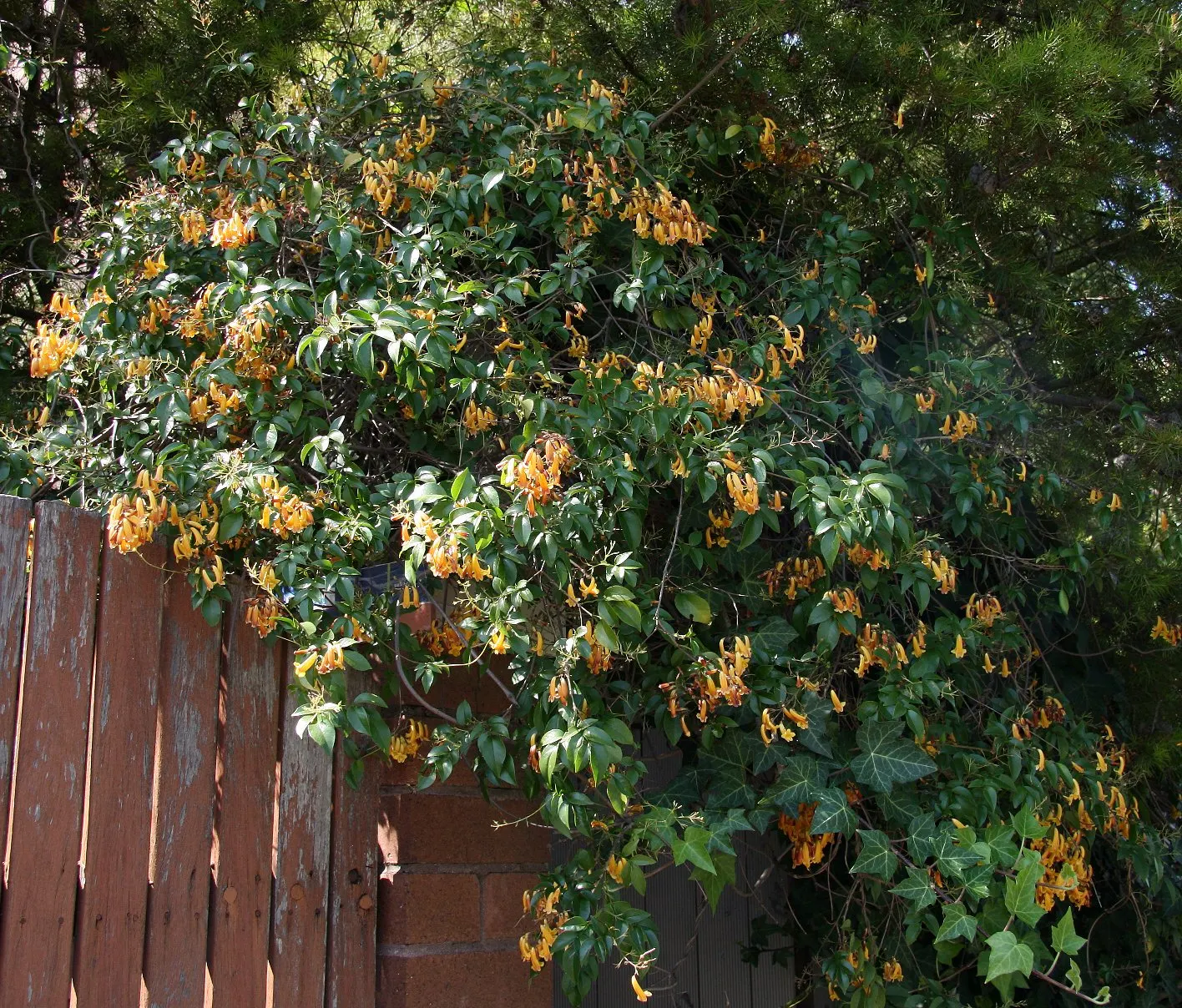 Yellow Wonga Wonga Vine (Pandorea Pandorana 'Golden Showers') — fast-growing climber that reaches up to 20 feet in length