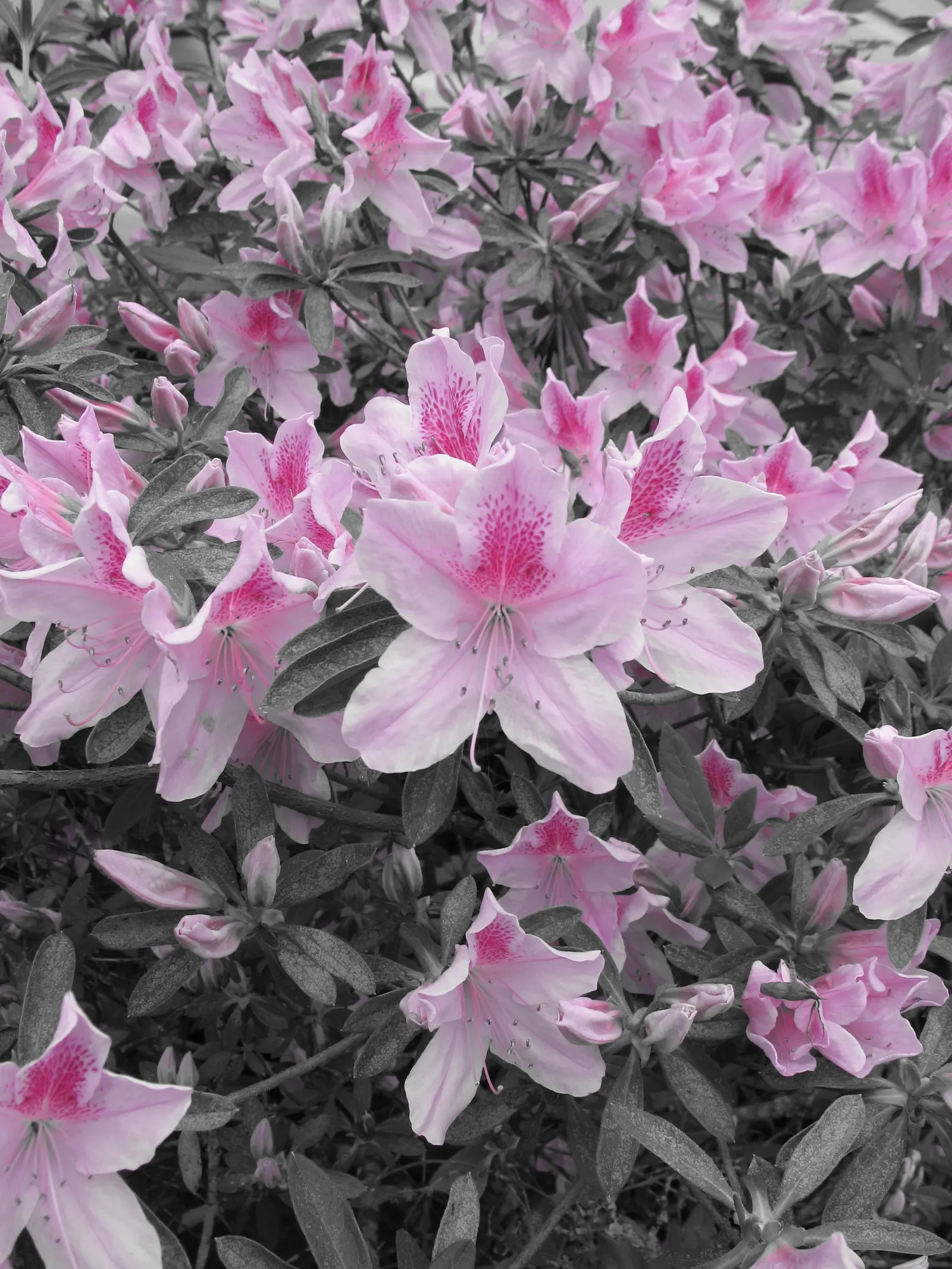 George Lindley Taber Azalea (Azalea 'George Lindley Taber') — It typically reaches 6-8 ft in height and 5-7 ft in width