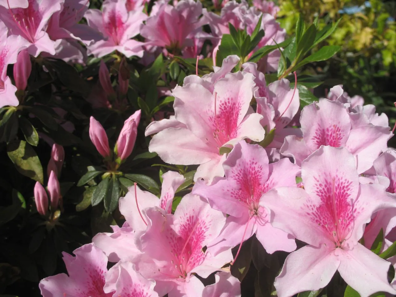 George Lindley Taber Azalea (Azalea 'George Lindley Taber') — ruffled flowers with a faint white blush and prominent stamens