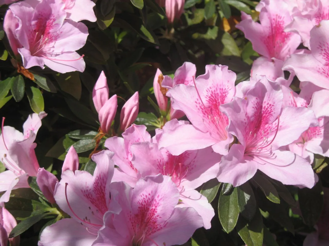 George Lindley Taber Azalea (Azalea 'George Lindley Taber') — The Azalea 'George Lindley Taber' is a spring-blooming evergreen shrub