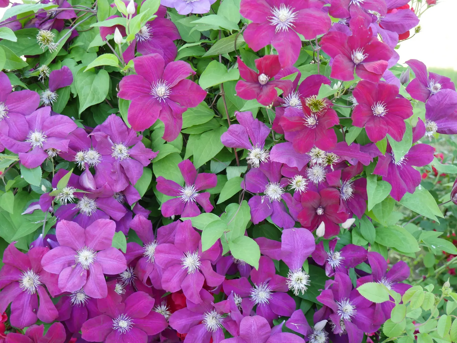 Red Cardinal Clematis (Clematis 'Red Cardinal') — reaching heights of 8 to 12 feet with a spread of 2 to 4 feet