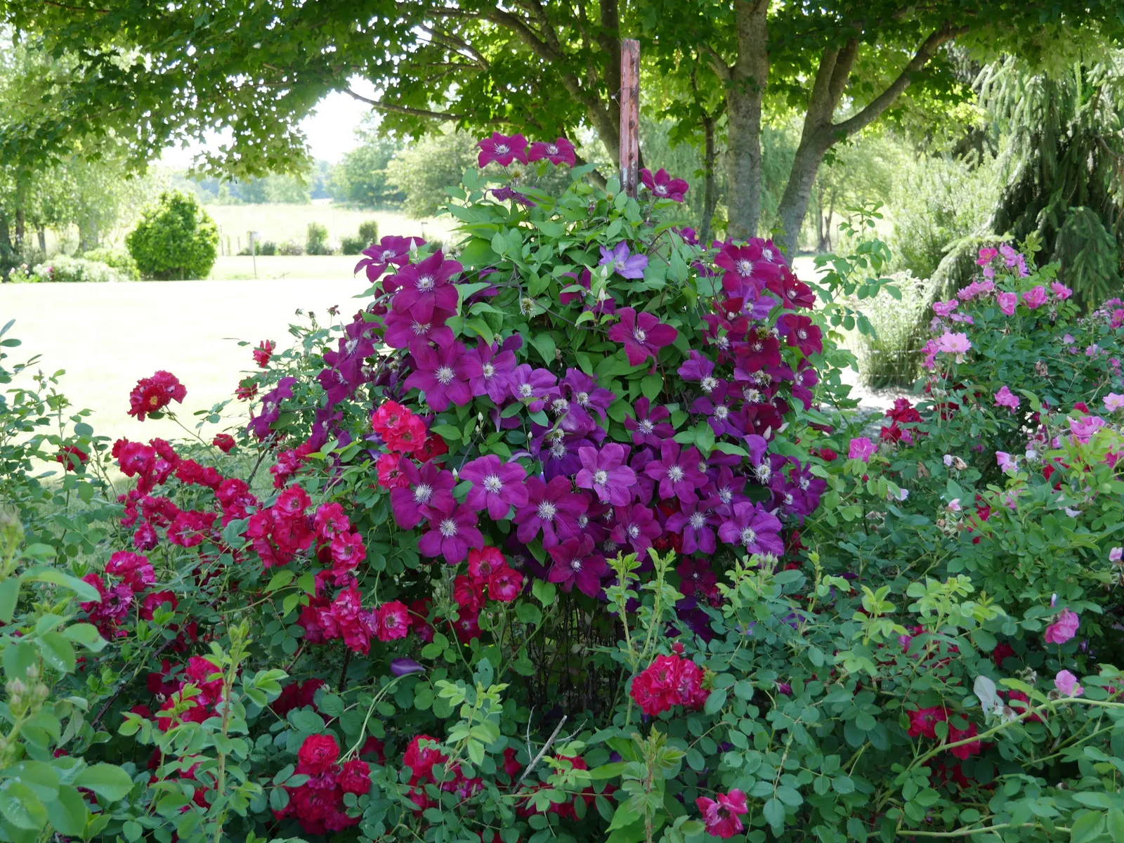 Red Cardinal Clematis (Clematis 'Red Cardinal') — it thrives in full sun to partial shade