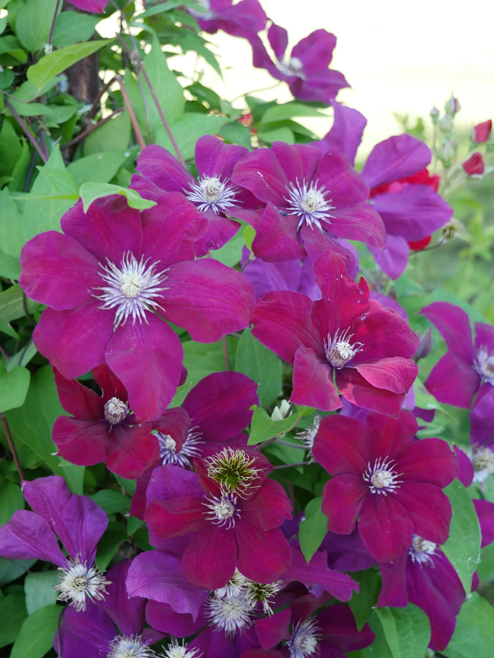 Red Cardinal Clematis (Clematis 'Red Cardinal') — Featuring a prolific midsummer to early fall display