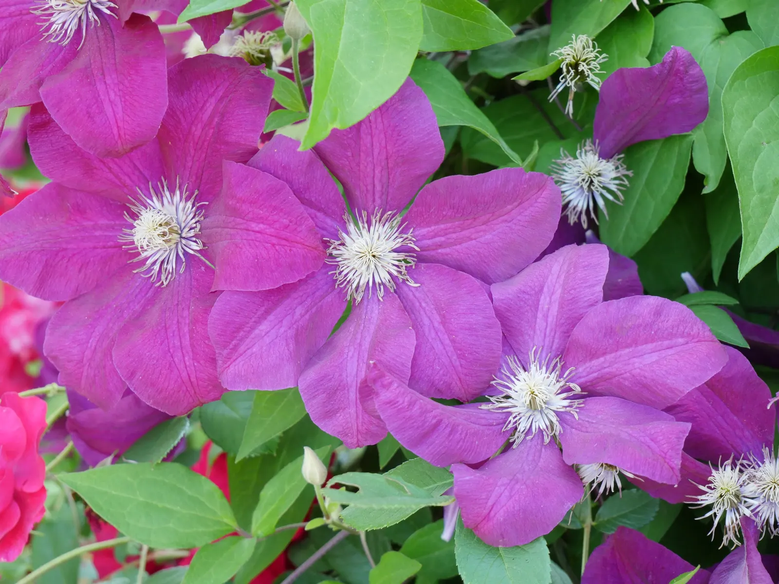 Red Cardinal Clematis (Clematis 'Red Cardinal') — The Clematis 'Red Cardinal' is renowned for its velvety, crimson blooms, spanning 4 to 6 inches in diameter
