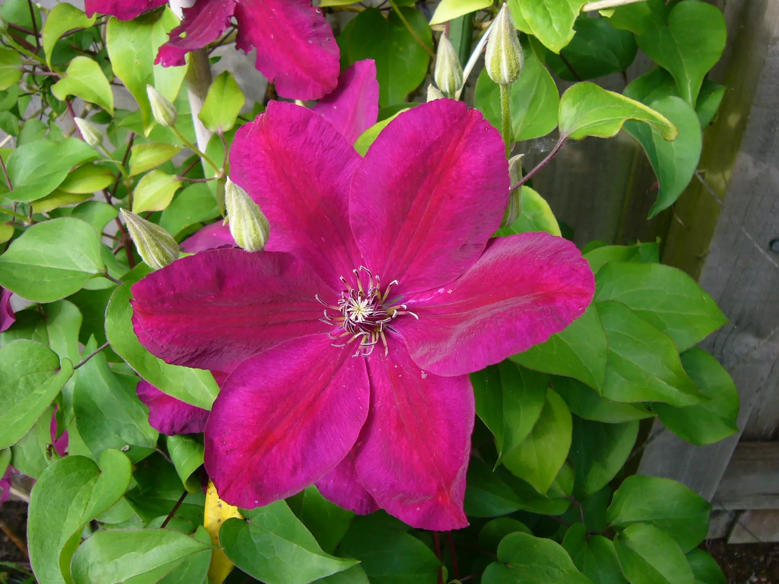 Red Cardinal Clematis (Clematis 'Red Cardinal') — This vining perennial prefers well-drained soil and regular pruning to promote vigorous growth