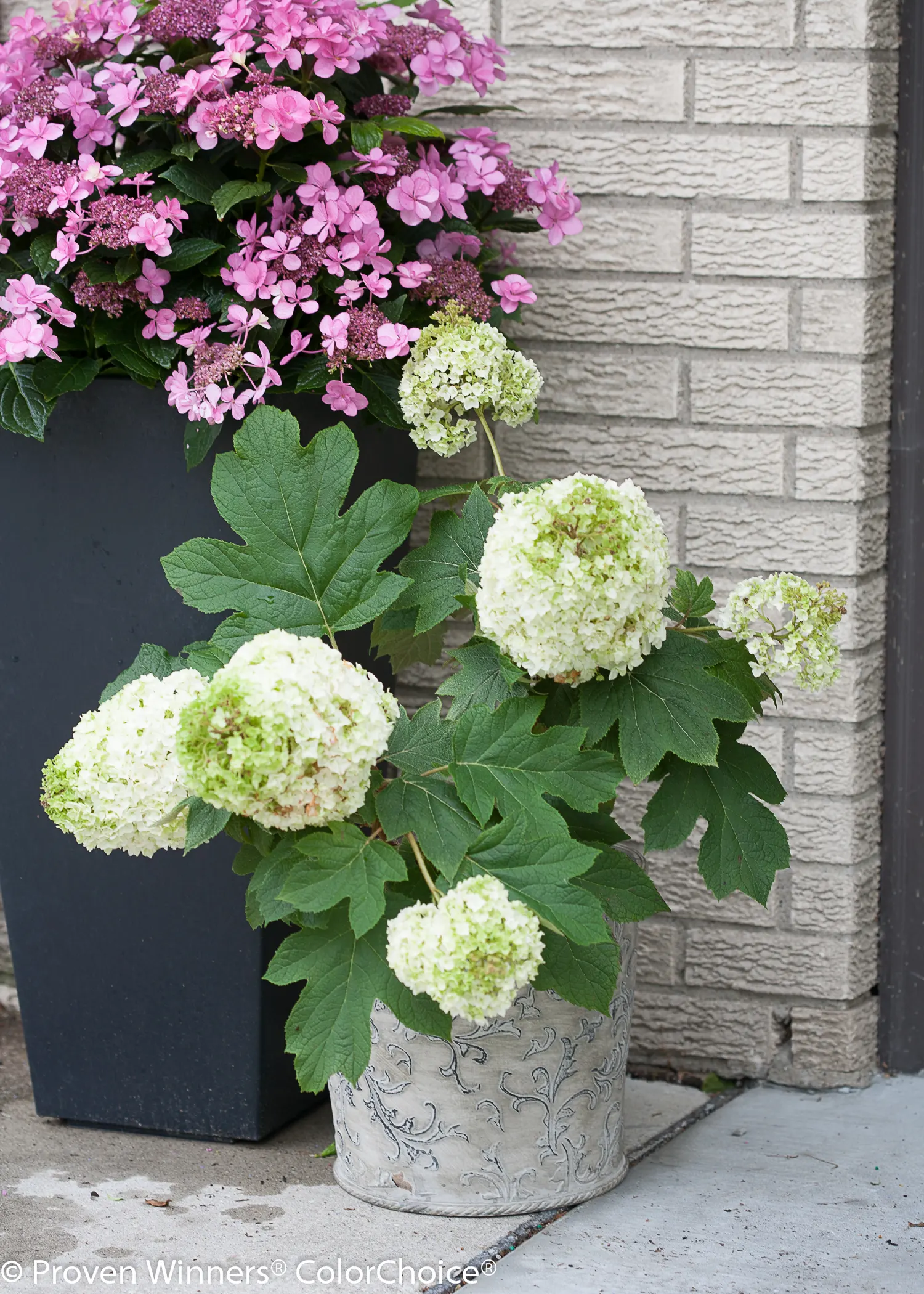 Gatsby Moon® Oakleaf hydrangea (Hydrangea quercifolia) — The Hydrangea quercifolia Gatsby Moon® is a deciduous oakleaf hydrangea with quilted