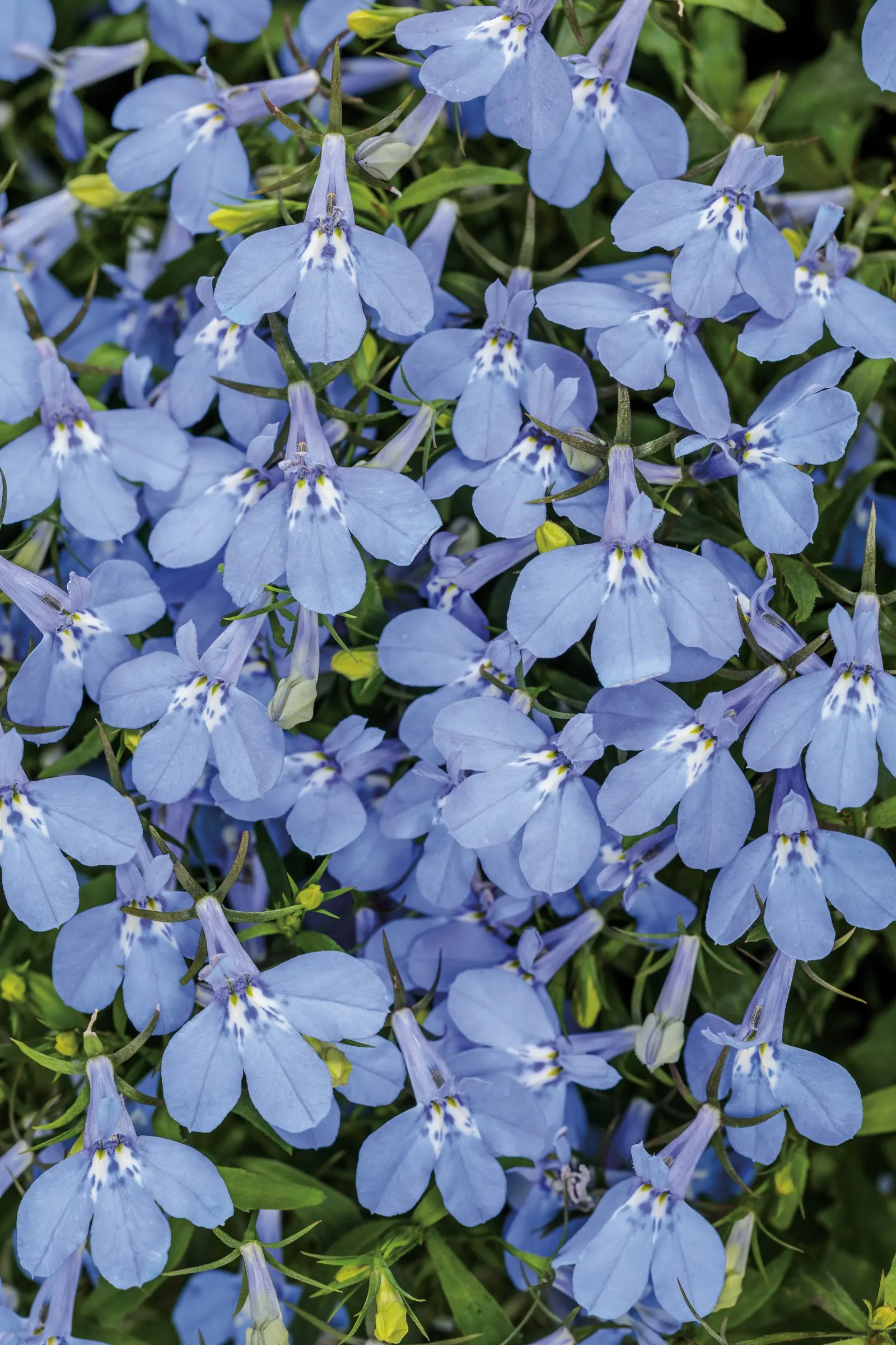 Royale Azure Lobelia (Lobelia erinus) — Royale Azure reaches 8-12 inches tall and 10-12 inches wide, forming a dense, rounded accent