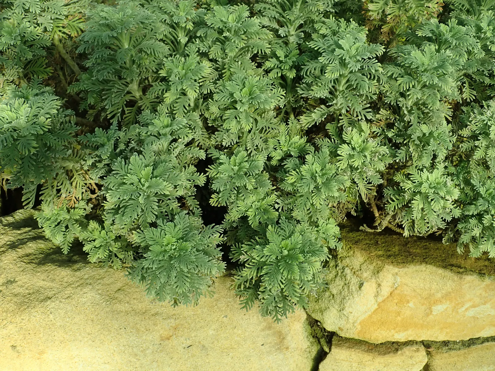 Euryops (Euryops Pectinatus) — This robust plant typically reaches a height and spread of 4 to 5 feet
