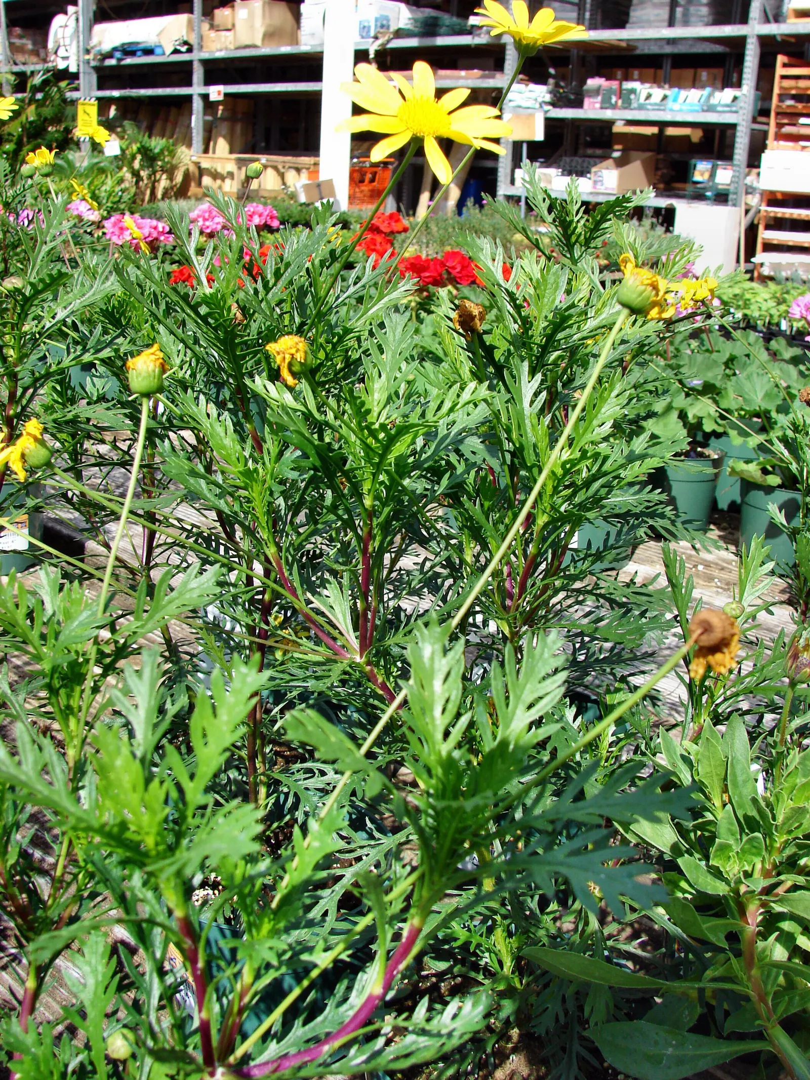 Euryops (Euryops Pectinatus) — compact growth habit and further bloom production; shrub with yellow blooms, image 79