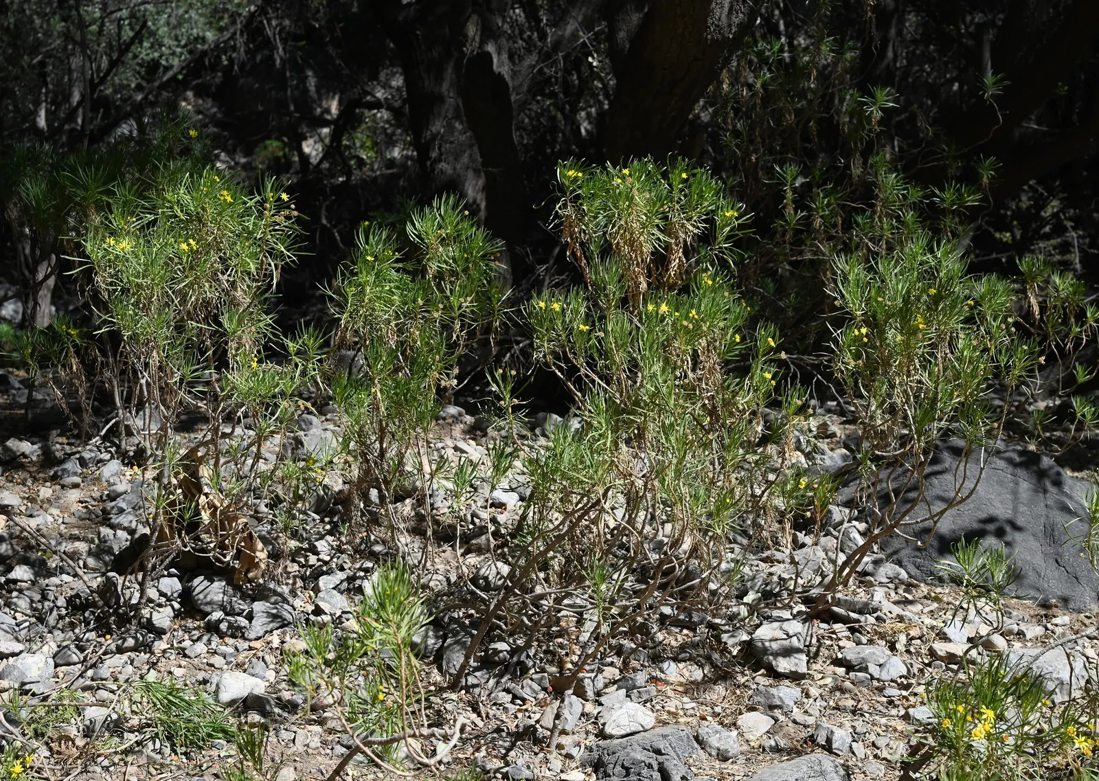 Euryops (Euryops Pectinatus) — and ability to attract pollinators