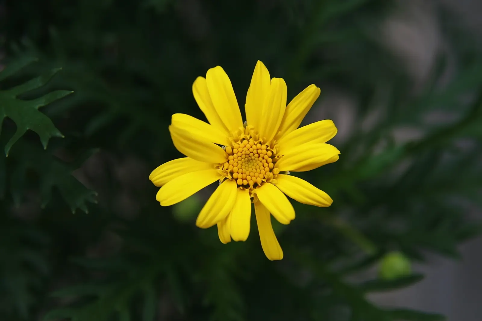 Euryops (Euryops Pectinatus) — though it flourishes best in well-drained soil