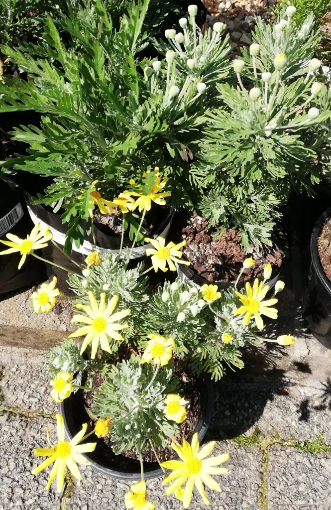 Euryops (Euryops Pectinatus) — As an essential addition to any landscape design; or as a cheerful specimen plant.<br><br>The Golden Daisy Bush, image 98