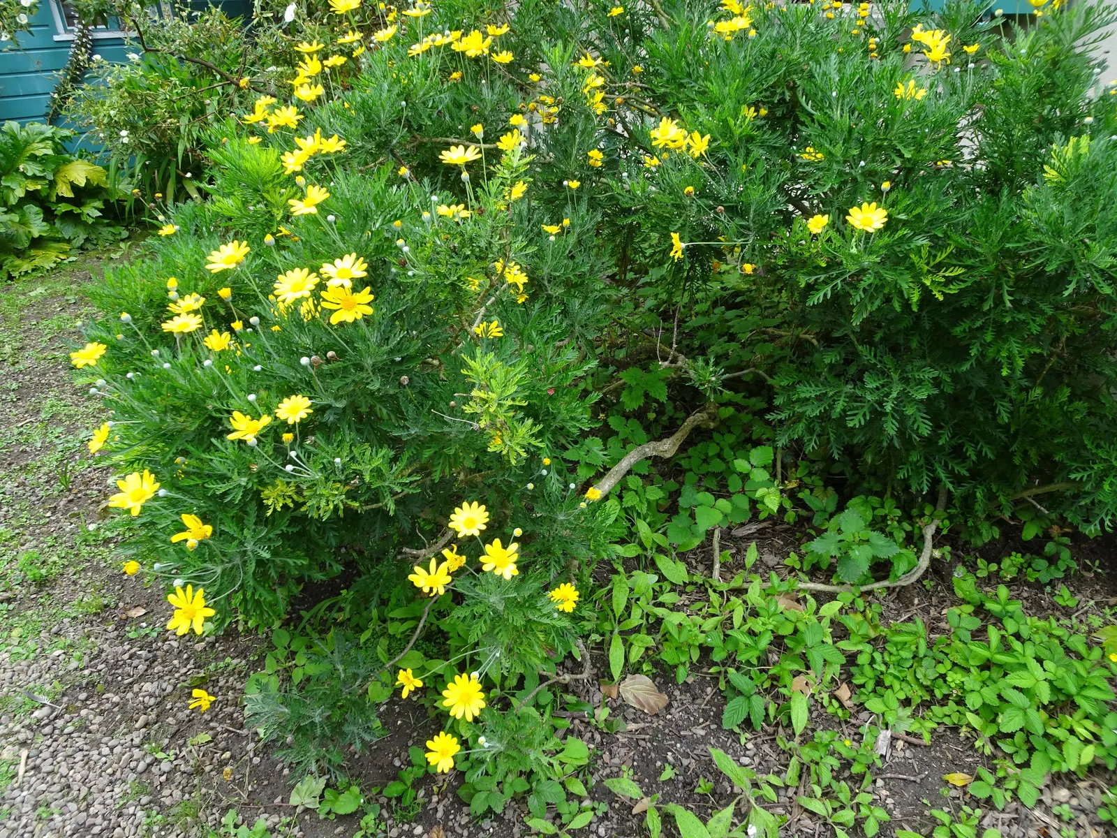 Euryops (Euryops Pectinatus) — preferring full sun exposure to promote optimal blooming throughout the year; shrub for full, image 104