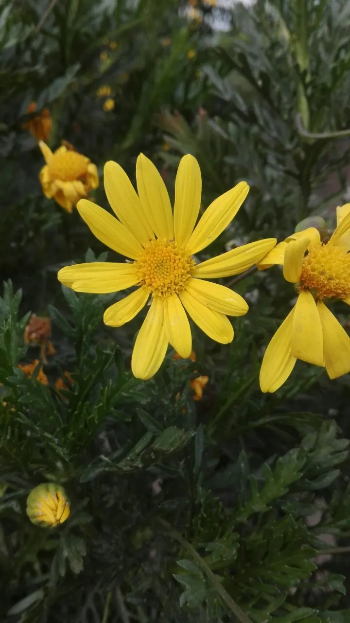 Euryops (Euryops Pectinatus) — dark green foliage and profusion of bright yellow daisy-like flowers; commonly known as Golden Daisy Bush, image 100
