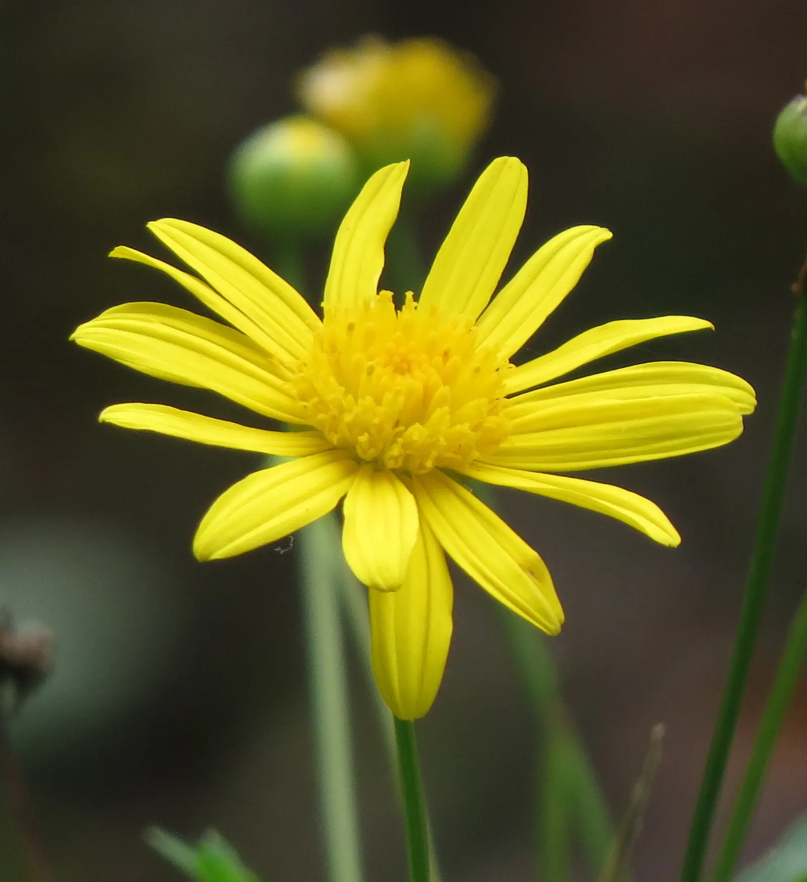 Euryops (Euryops Pectinatus) — dark green foliage and profusion of bright yellow daisy-like flowers