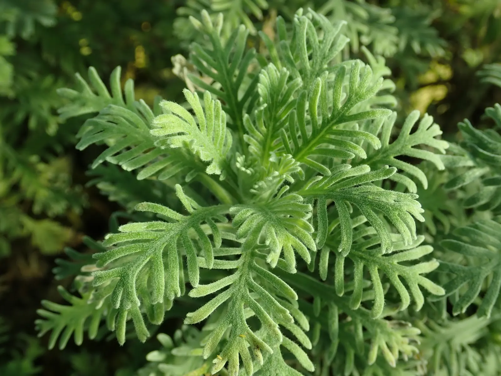Euryops (Euryops Pectinatus) — commonly known as the Golden Daisy Bush or Euryops; is an evergreen shrub reaching up to 5 feet tall and wide, image 96