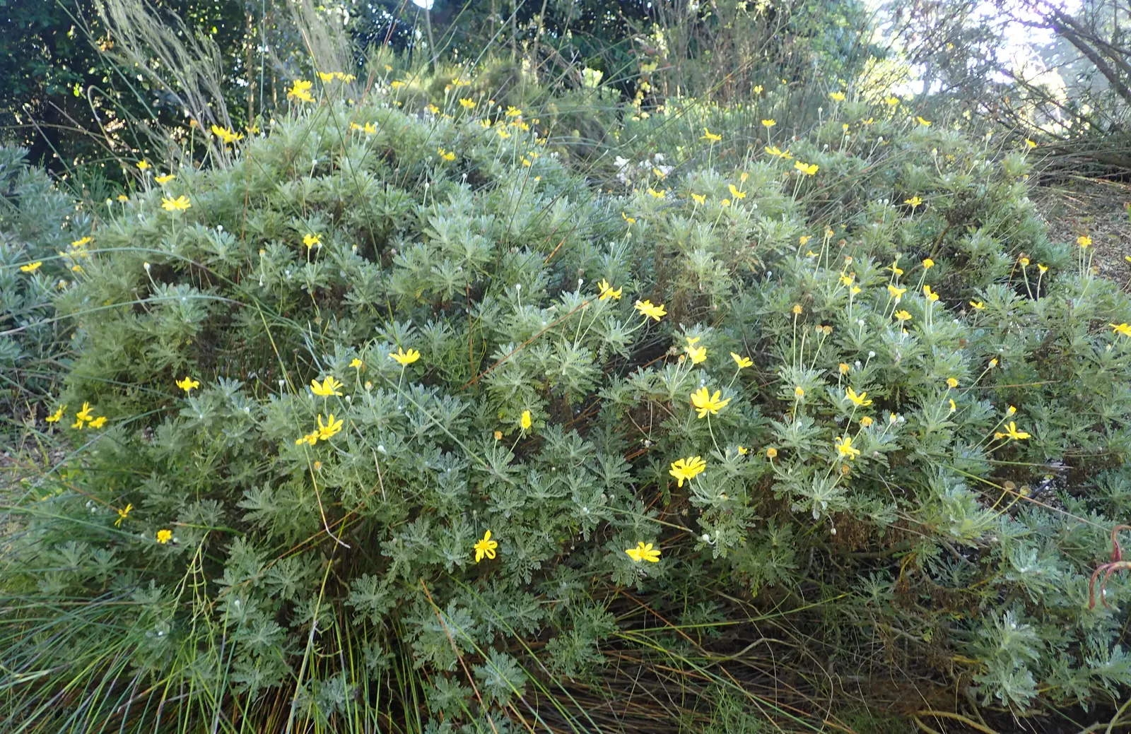 Euryops (Euryops Pectinatus) — adding ecological value and aesthetic appeal to their garden