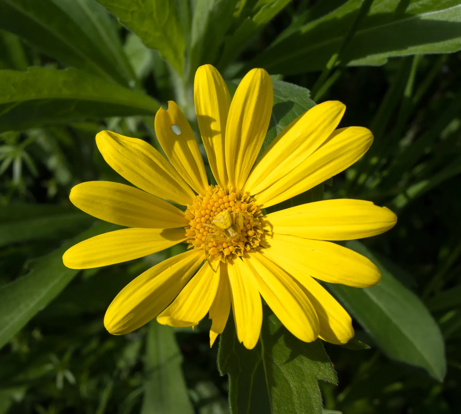 Euryops (Euryops Pectinatus) — shrub with yellow blooms; euryops is well-suited to a variety of soil types, image 115