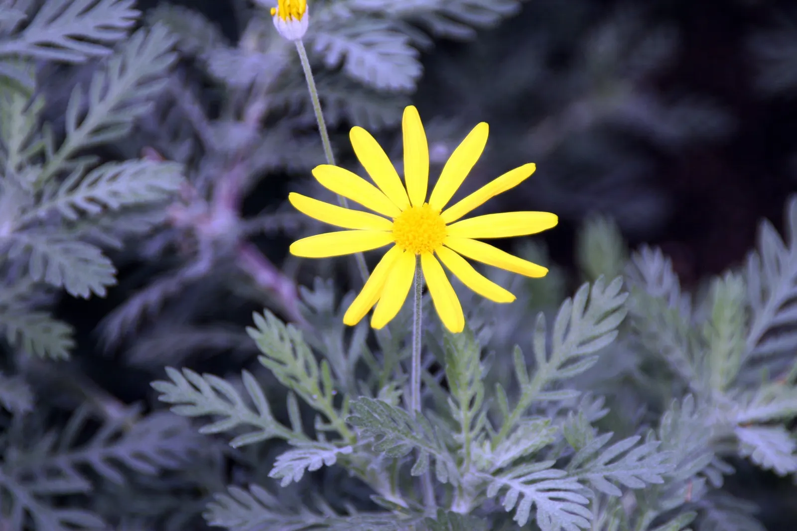 Euryops (Euryops Pectinatus) — dark green foliage contrasts with bright yellow; with a peak flowering season from late winter through spring, image 90