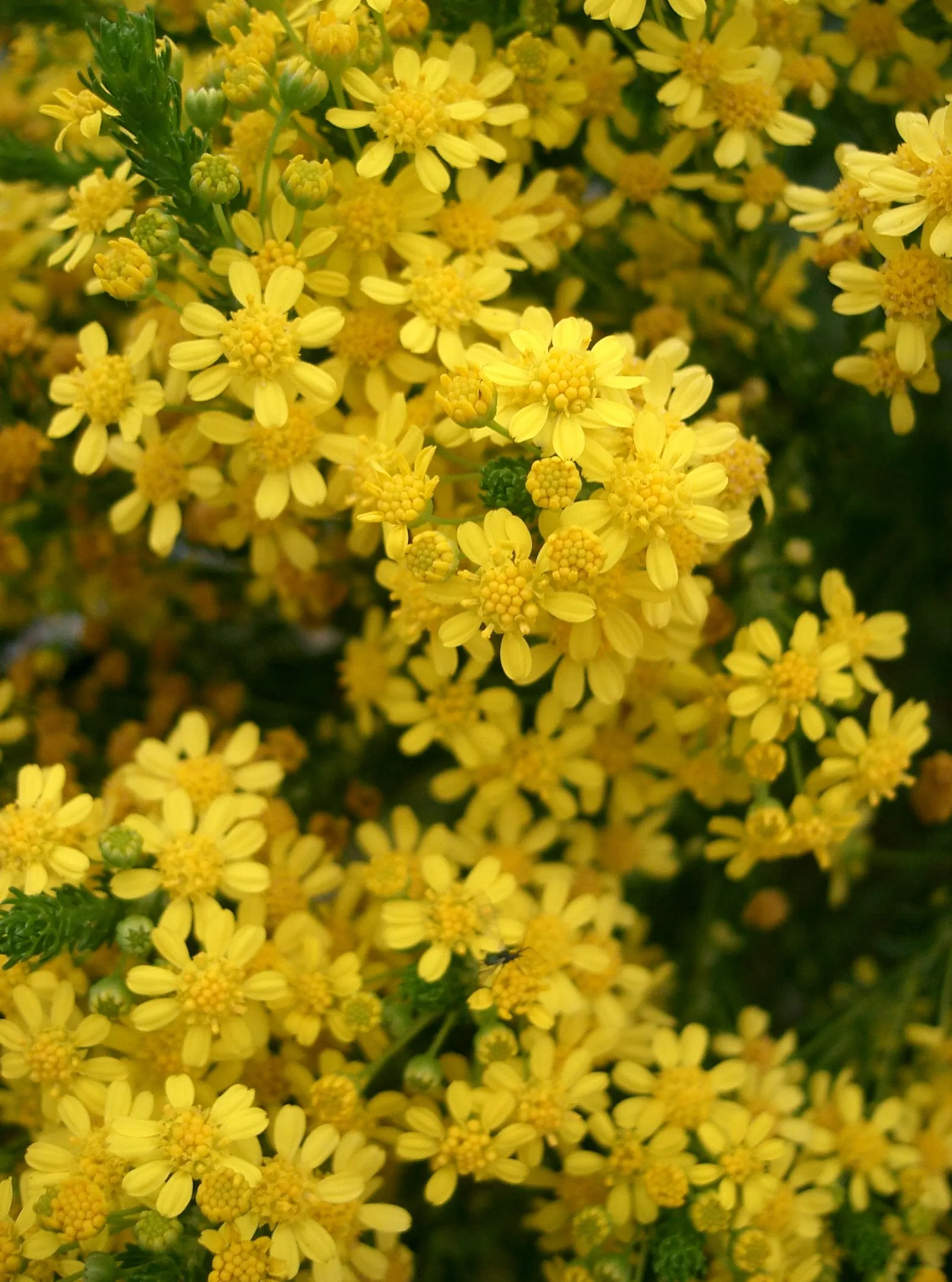 Euryops (Euryops Pectinatus) — When informing clients about the Golden Daisy Bush