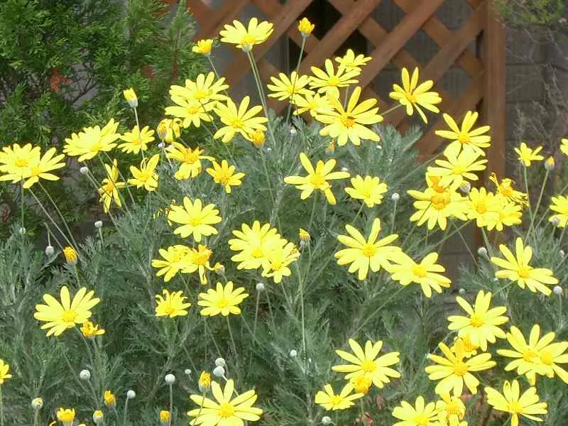 Euryops (Euryops Pectinatus) — making it low maintenance and a reliable performer in the landscape; drought-tolerant once established, image 80