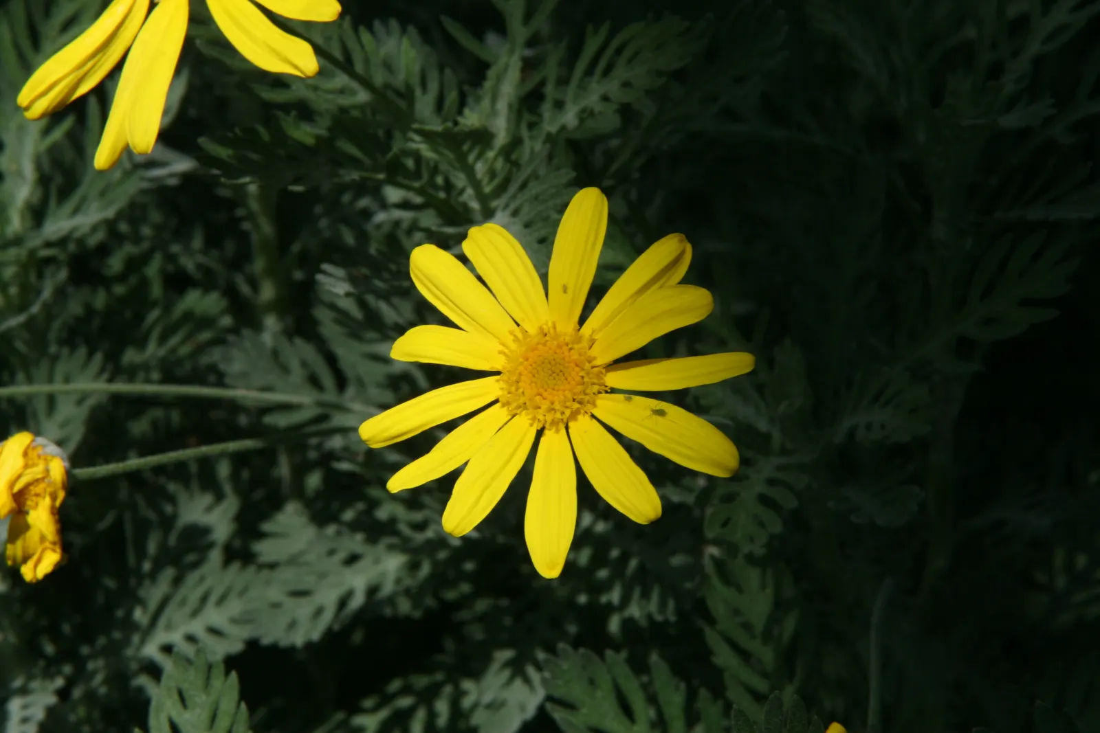 Euryops (Euryops Pectinatus) — commonly known as Golden Daisy Bush; daisy-like flowers blooming mostly in winter and spring, image 88