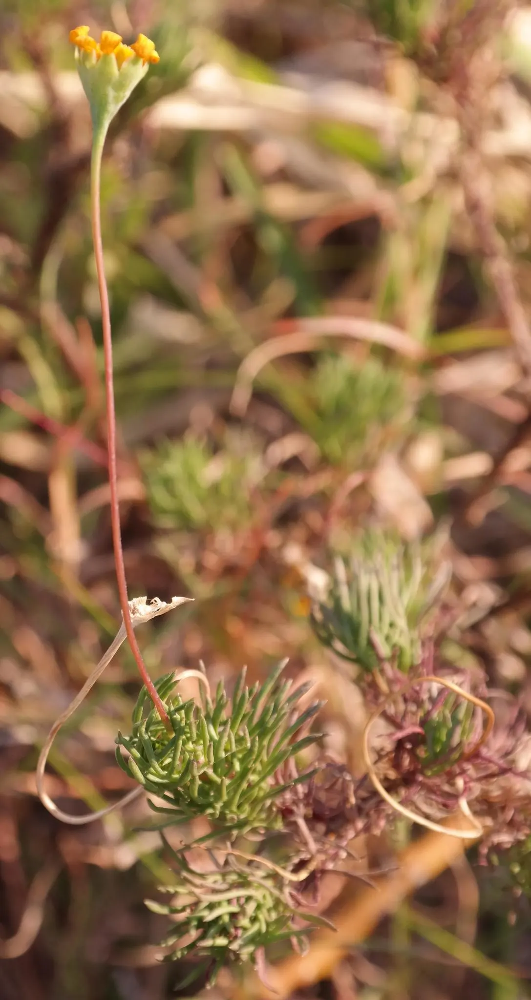 Euryops (Euryops Pectinatus) — is an evergreen shrub reaching up to 5 feet tall and wide